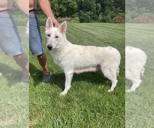 Medium Photo #5  Breeder Profile in OTTAWA, IL, USA