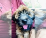 Small breeder photo