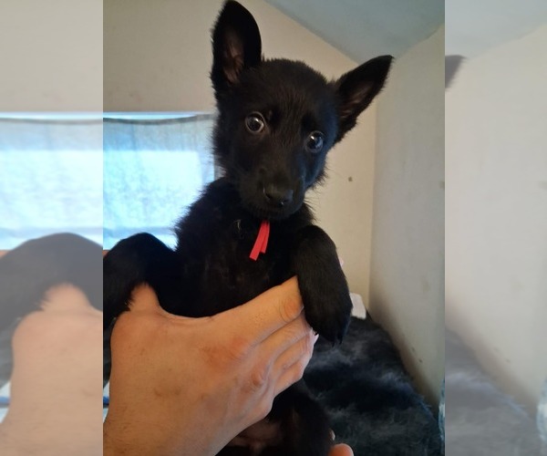 Medium Photo #21  Breeder Profile in MIDDLETOWN, CT, USA