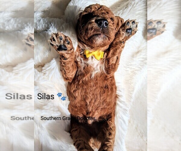 Medium Photo #116  Breeder Profile in GASTONIA, NC, USA