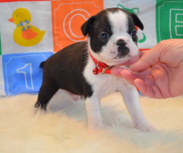 Medium Photo #1  Breeder Profile in BIRCH TREE, MO, USA