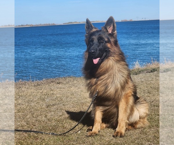 Medium Photo #1  Breeder Profile in Innisfail, Alberta, Canada