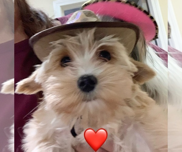 Medium Photo #4  Breeder Profile in ADRIAN, MO, USA