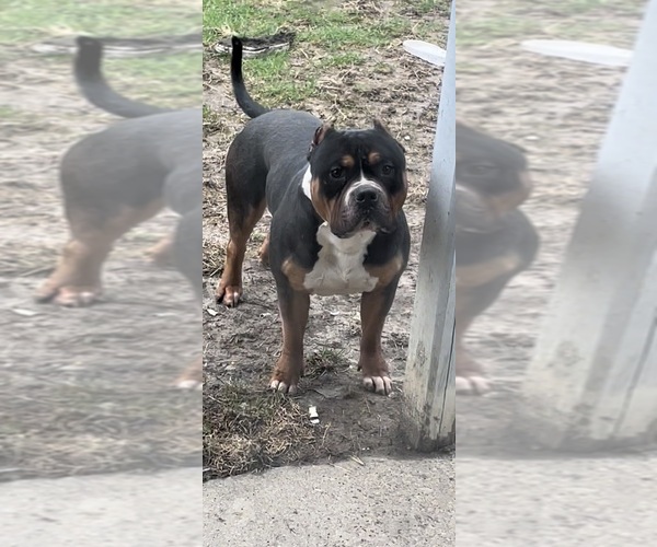 Medium Photo #1  Breeder Profile in INDIANAPOLIS, IN, USA