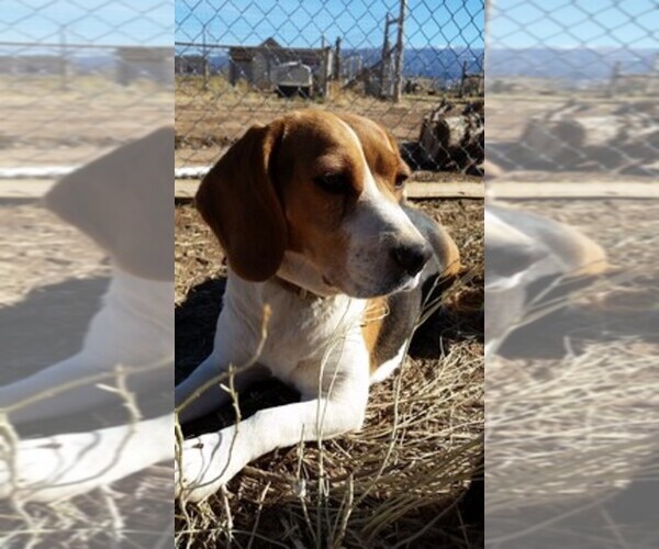 Medium Photo #1  Breeder Profile in CEDAR CITY, UT, USA