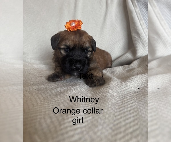 Medium Photo #4  Breeder Profile in PHOENIX, AZ, USA