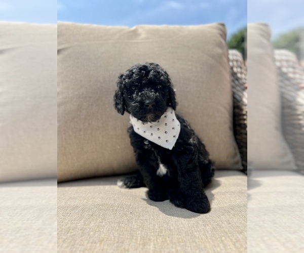 Medium Photo #1  Breeder Profile in FRANKLIN, TN, USA