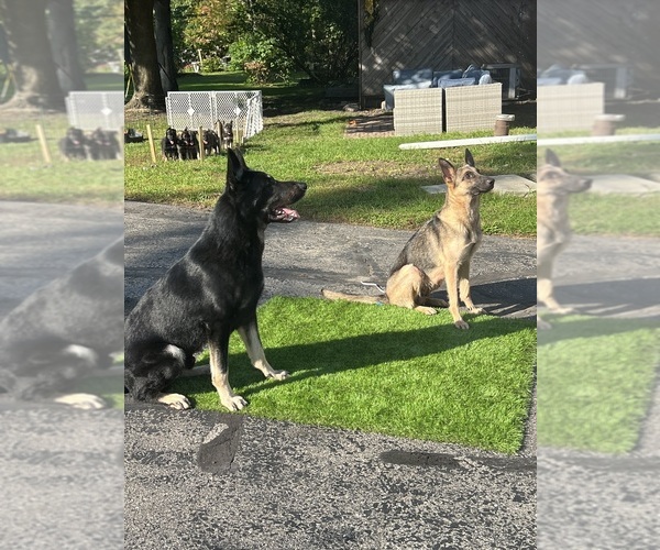 Medium Photo #1  Breeder Profile in RACINE, WI, USA
