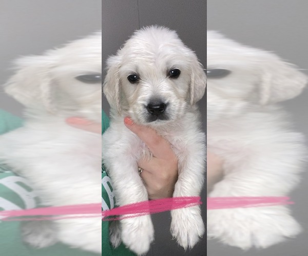 Medium Photo #1  Breeder Profile in NEW CASTLE, IN, USA