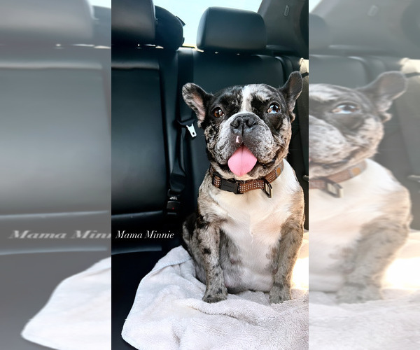 Medium Photo #1  Breeder Profile in SAN FRANCISCO, CA, USA