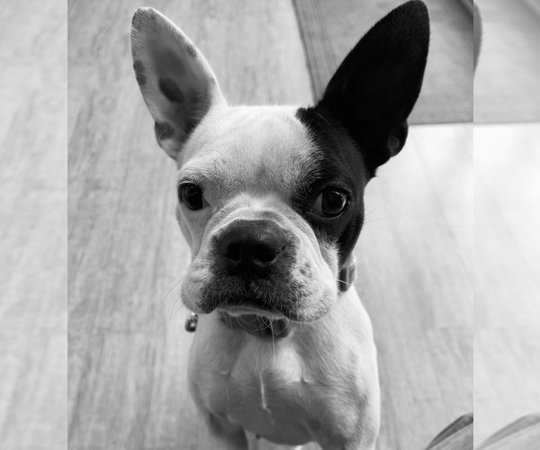 Medium Photo #4  Breeder Profile in VACAVILLE, CA, USA
