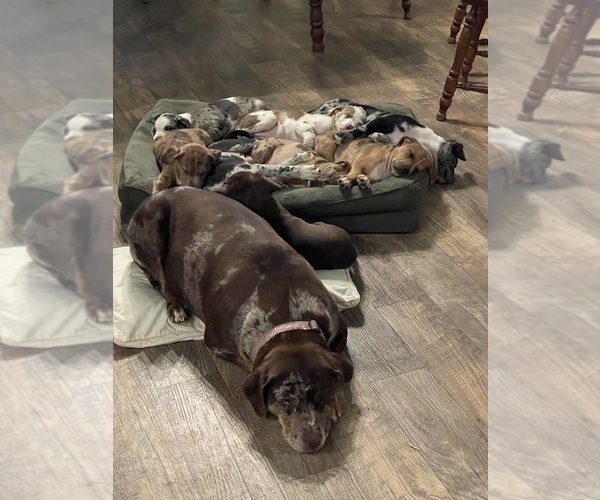 Medium Photo #7  Breeder Profile in WESTFIELD, NC, USA