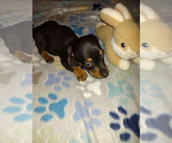 Medium Photo #4  Breeder Profile in GORDONVILLE, TX, USA