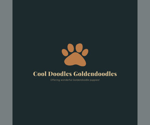 Main photo of Goldendoodle Dog Breeder near BOON, MI, USA
