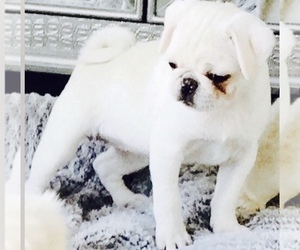 Main photo of Pug Dog Breeder near CANTON, CT, USA