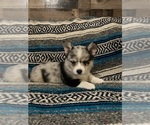 Small breeder photo