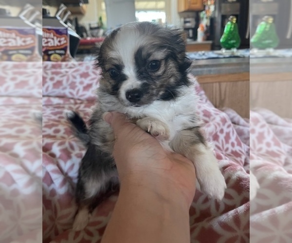 Medium Photo #85  Breeder Profile in TWINING, MI, USA