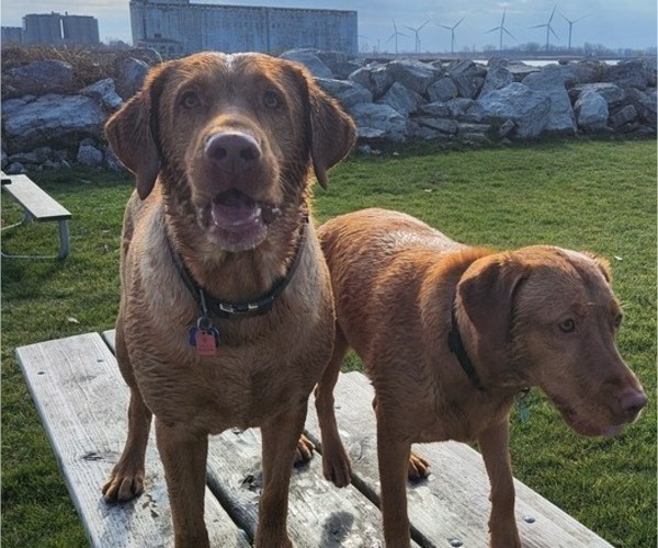 Medium Photo #49  Breeder Profile in BUFFALO, NY, USA