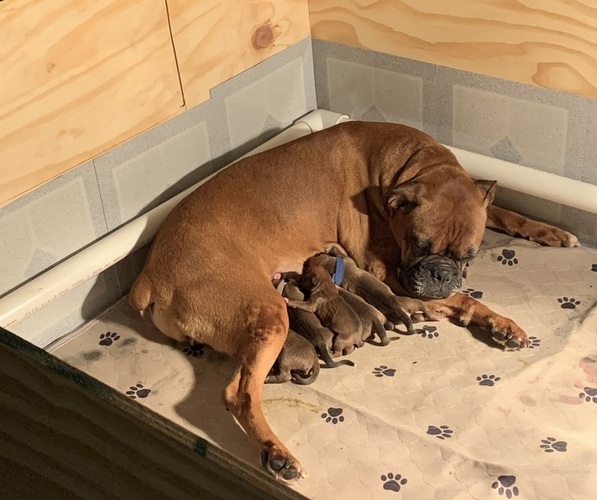 Medium Photo #17  Breeder Profile in LIMA, OH, USA