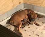 Small #16 Breeder Profile image