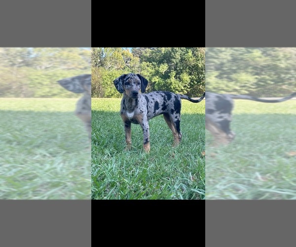 Medium Photo #1  Breeder Profile in LUMBERTON, MS, USA