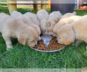 Golden Retriever Dog Breeder near CITRUS HEIGHTS, CA, USA