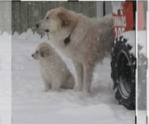Great Pyrenees Dog Breeder near BANCROFT, WI, USA