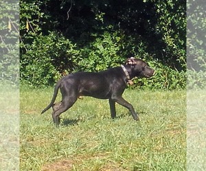 American Pit Bull Terrier Dog Breeder near FOUNTAIN INN, SC, USA