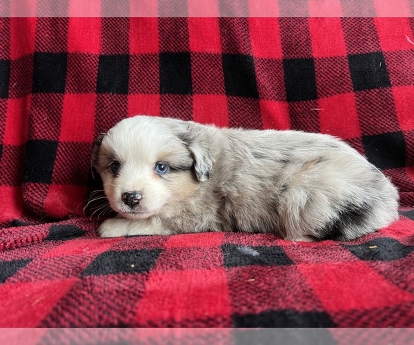 Medium Photo #8  Breeder Profile in BAKER CITY, OR, USA