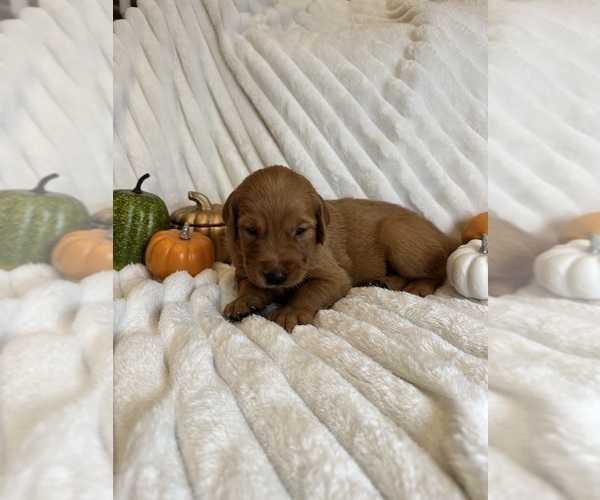 Medium Photo #9  Breeder Profile in SHINGLE SPRINGS, CA, USA