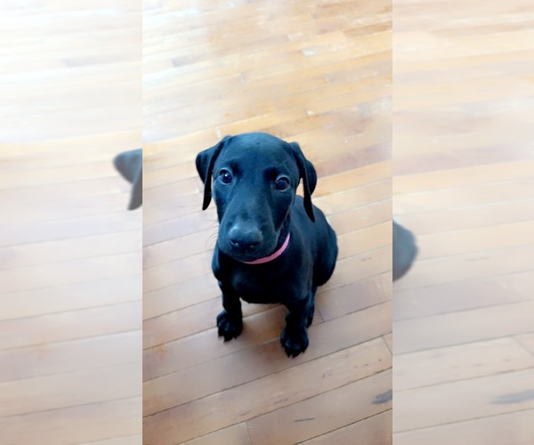 Medium Photo #1  Breeder Profile in COLORADO SPRINGS, CO, USA