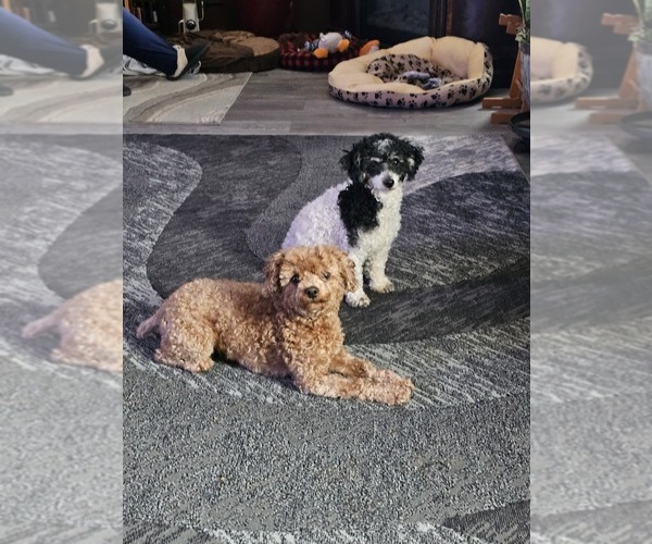 Medium Photo #61  Breeder Profile in NEENAH, WI, USA
