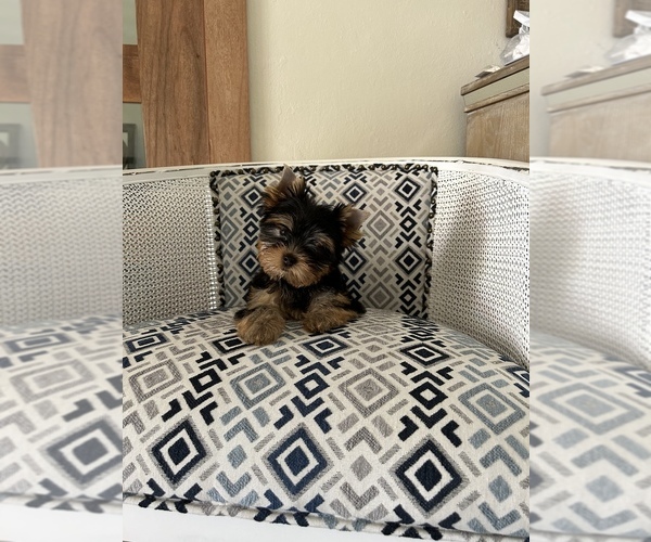 Medium Photo #1  Breeder Profile in ROSEMOUNT, MN, USA