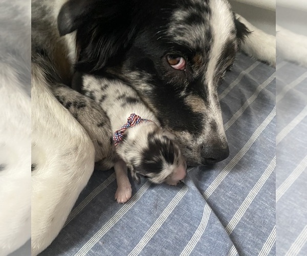 Medium Photo #7  Breeder Profile in ONAWAY, MI, USA