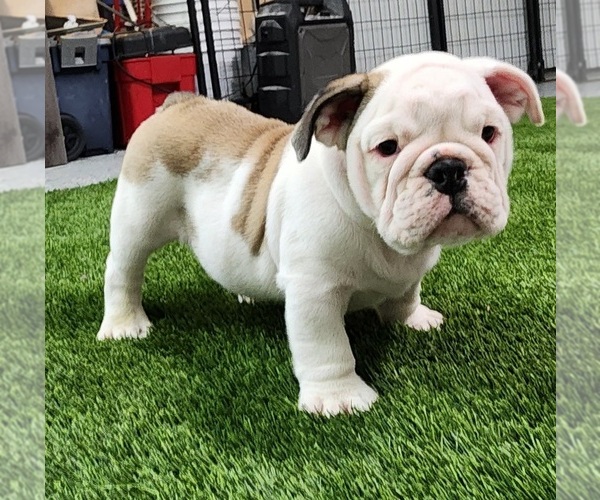 Medium Photo #1  Breeder Profile in MENIFEE, CA, USA