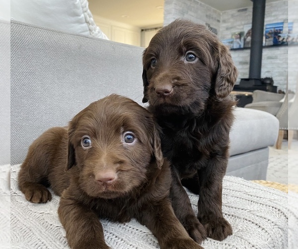 Medium Photo #1  Breeder Profile in SACRAMENTO, CA, USA