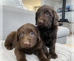 Small breeder photo