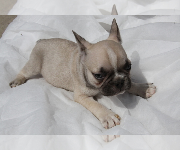Medium Photo #1  Breeder Profile in VISTA, CA, USA
