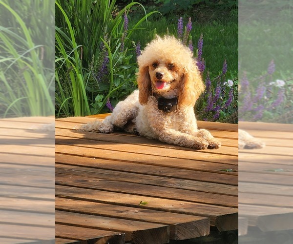 Medium Photo #8  Breeder Profile in NEENAH, WI, USA