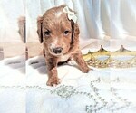 Small #15 Breeder Profile image