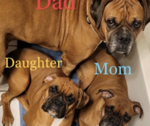 Boxer Dog Breeder near LIMA, OH, USA