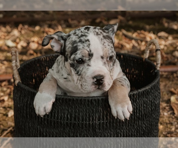 Medium Photo #5  Breeder Profile in BATTLE CREEK, MI, USA
