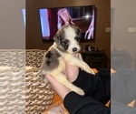 Small #12 Breeder Profile image