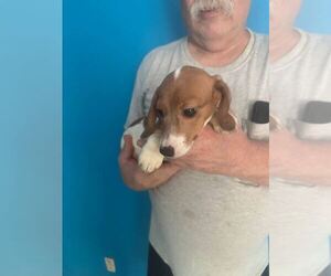 Dachshund Dog Breeder in BARNWELL,  USA