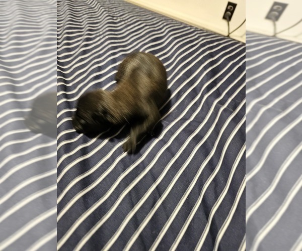 Medium Photo #27  Breeder Profile in SHICKSHINNY, PA, USA