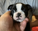 Small breeder photo
