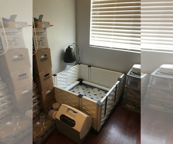 Medium Photo #1  Breeder Profile in PHOENIX, AZ, USA