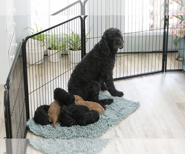 Medium Photo #2  Breeder Profile in TOPEKA, KS, USA