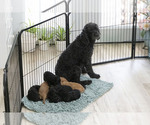 Small #1 Breeder Profile image
