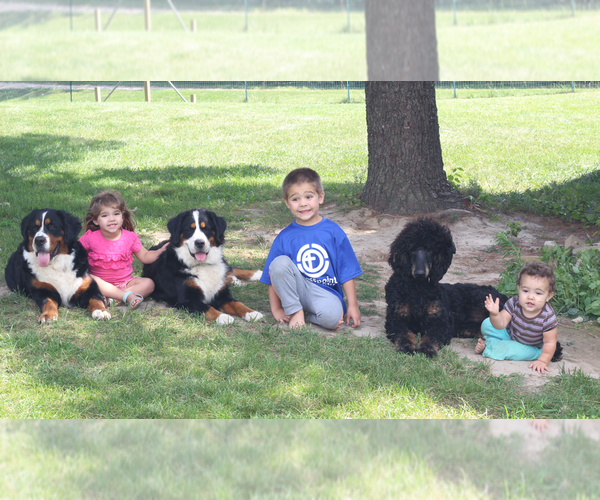 Medium Photo #1  Breeder Profile in CARLOCK, IL, USA